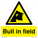 bull-in-field~